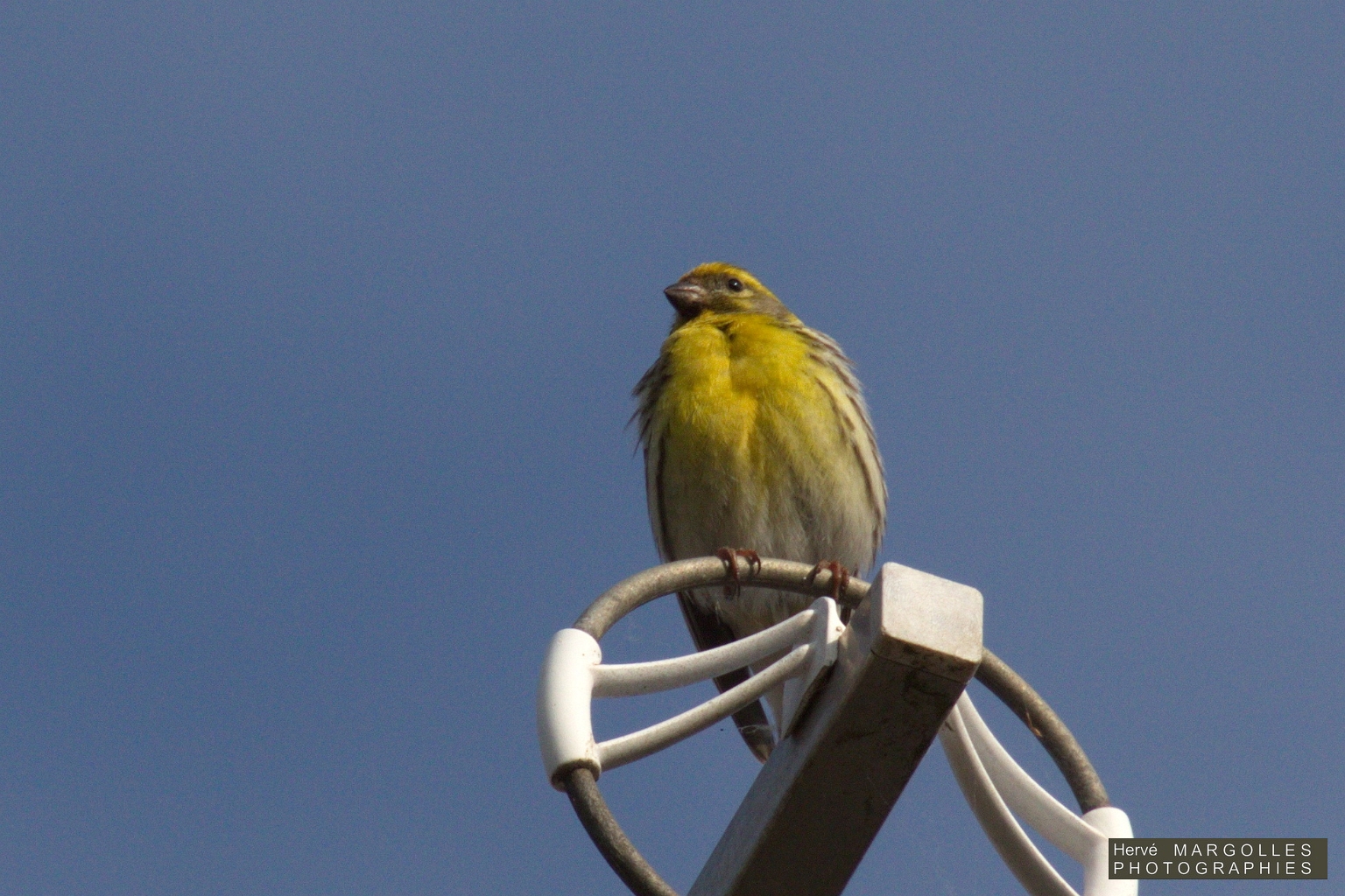 Serin cini-02.jpg
